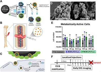 Mineral coated microparticles doped with fluoride and complexed with mRNA prolong transfection in fracture healing